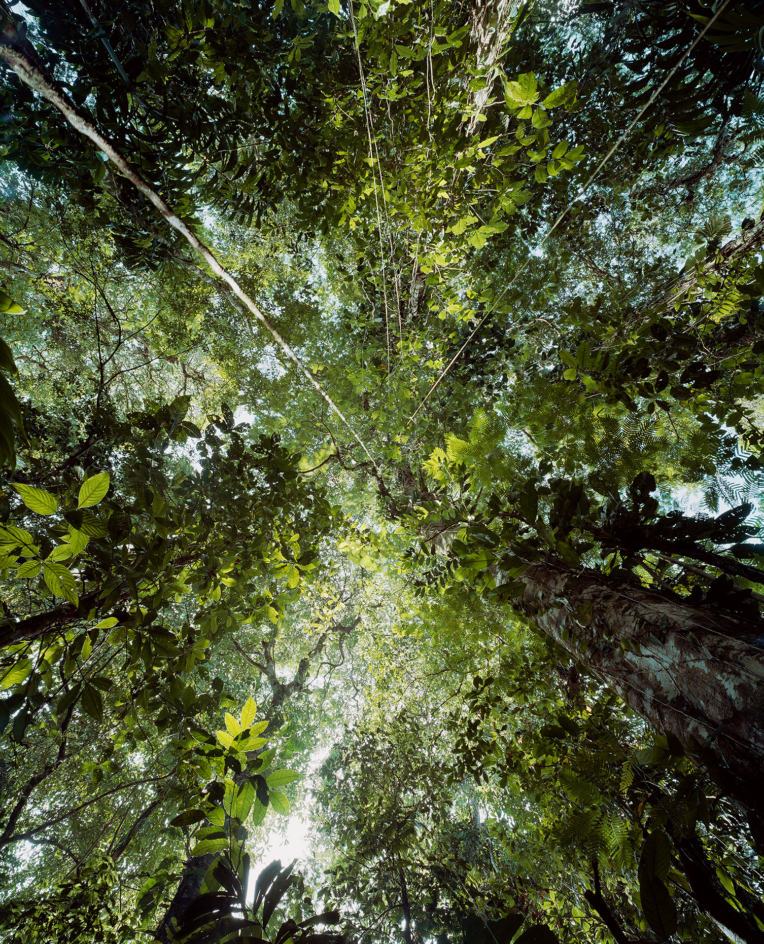 Forest_Canopy